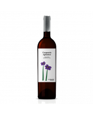 Red Wines  Flowers Campania Aglianico I.G.T. 2020 - Cantina dei Monaci 16,40 â‚¬ Red Wines  Flowers Campania Aglianico I.G.T. 2020 - Cantina dei Monaci 16,40 â‚¬