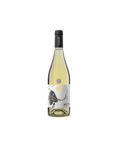 Vini Bianchi  Pinot Grigio IGT Terre di Chieti 2024 - Vigneti Radica 10,66 € Vini Bianchi  Pinot Grigio IGT Terre di Chieti 2024 - Vigneti Radica 10,66 €
