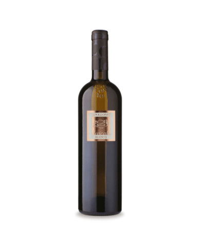 Vini Bianchi  Laicale Salento IGP 2021 - Apollonio 11,30 € Vini Bianchi  Laicale Salento IGP 2021 - Apollonio 11,30 €