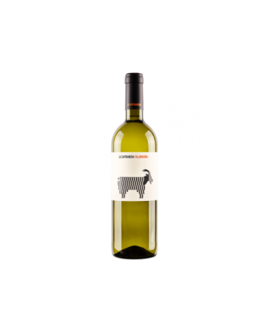 Vini Bianchi  Falanghina Campania IGP 2021 La Capranera - San Salvatore 1988 9,20 € Vini Bianchi  Falanghina Campania IGP 2021 La Capranera - San Salvatore 1988 9,20 €