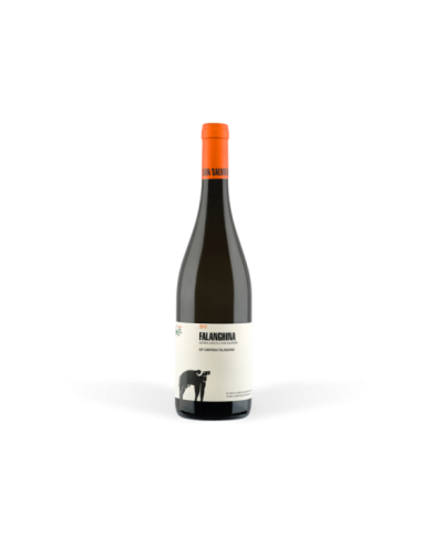 Vini Bianchi  Falanghina Campania IGP 2023 - San Salvatore 1988 15,57 € Vini Bianchi  Falanghina Campania IGP 2023 - San Salvatore 1988 15,57 €