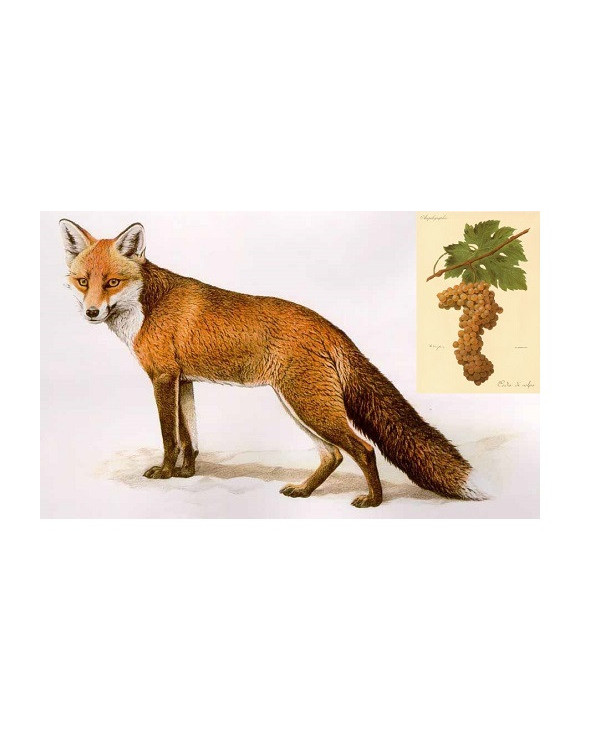 Vini Bianchi  Coda di Volpe Irpinia DOC 2022 - Rocca del Principe 13,85 €