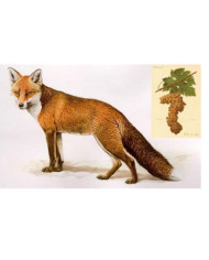 White wines  Coda di Volpe Irpinia DOC 2022 - Rocca del Principe 13,85 €