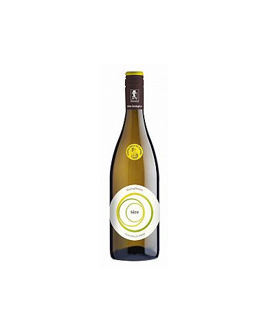 White wines  Sire Riesling renano Pavia IGT 2023 - Piccolo Bacco dei Quaroni 13,02 € White wines  Sire Riesling renano Pavia IGT 2023 - Piccolo Bacco dei Quaroni 13,02 €