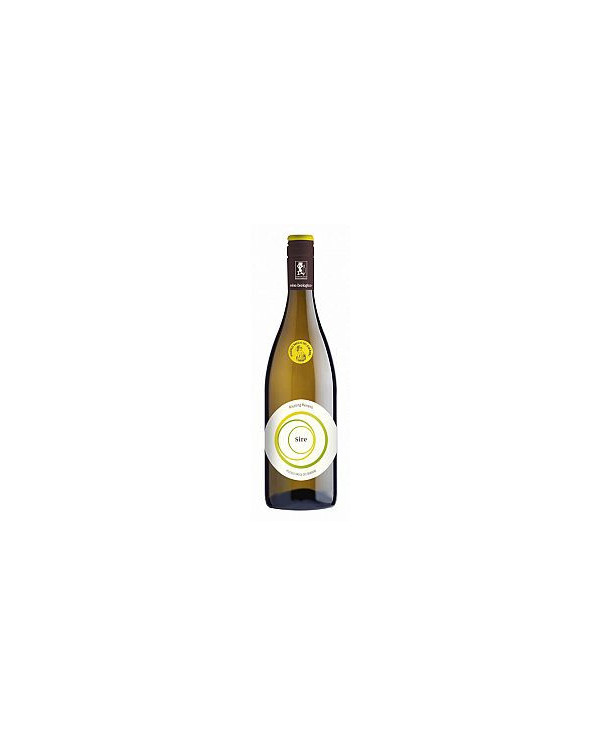 White wines  Sire Riesling renano Pavia IGT 2023 - Piccolo Bacco dei Quaroni 13,02 â‚¬ White wines  Sire Riesling renano Pavia IGT 2023 - Piccolo Bacco dei Quaroni 13,02 â‚¬