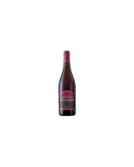 Rosé Wines  Villa Gemma Cerasuolo d’Abruzzo DOC Superiore 2023 - Masciarelli 13,85 €
