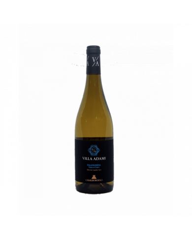 White wines  Villa Adami Falanghina 2023 - Casalbordino 6,64 â‚¬ White wines  Villa Adami Falanghina 2023 - Casalbordino 6,64 â‚¬