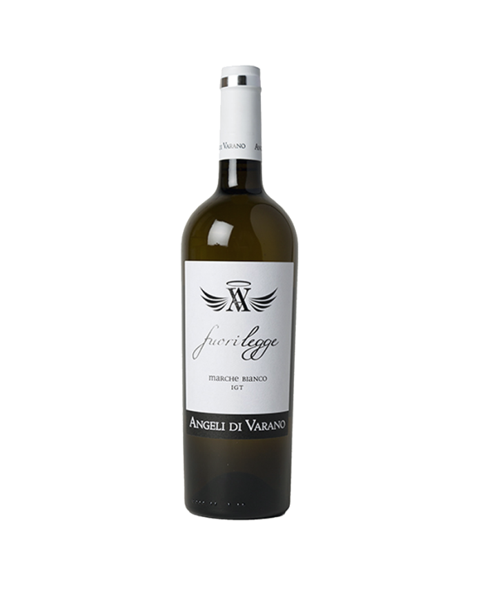 Witte Wijnen  Marche Bianco IGT 2019 fuorilegge - Angeli di Varano 6,59 € Witte Wijnen  Marche Bianco IGT 2019 fuorilegge - Angeli di Varano 6,59 €