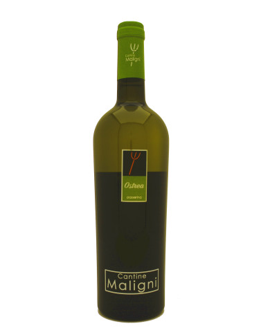 Vini Bianchi  Ostrea Passerina IGT 2021 - Cantine Maligni 14,00 € Vini Bianchi  Ostrea Passerina IGT 2021 - Cantine Maligni 14,00 €