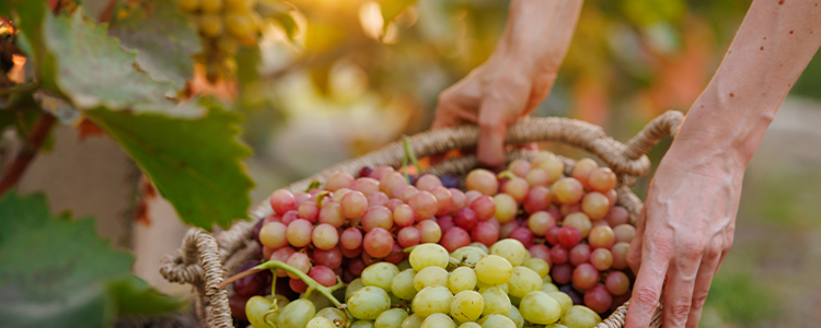 Vendemmia 2024: Tra Tradizione e Innovazione per un Raccolto Unico