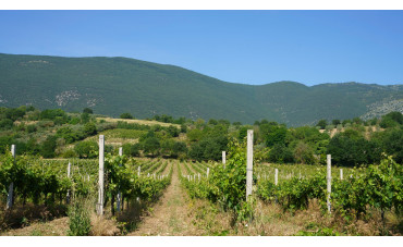 Wine Star Awards: L'Abruzzo è la regione vinicola dell'anno 2022 Wine Star Awards: L'Abruzzo è la regione vinicola dell'anno 2022